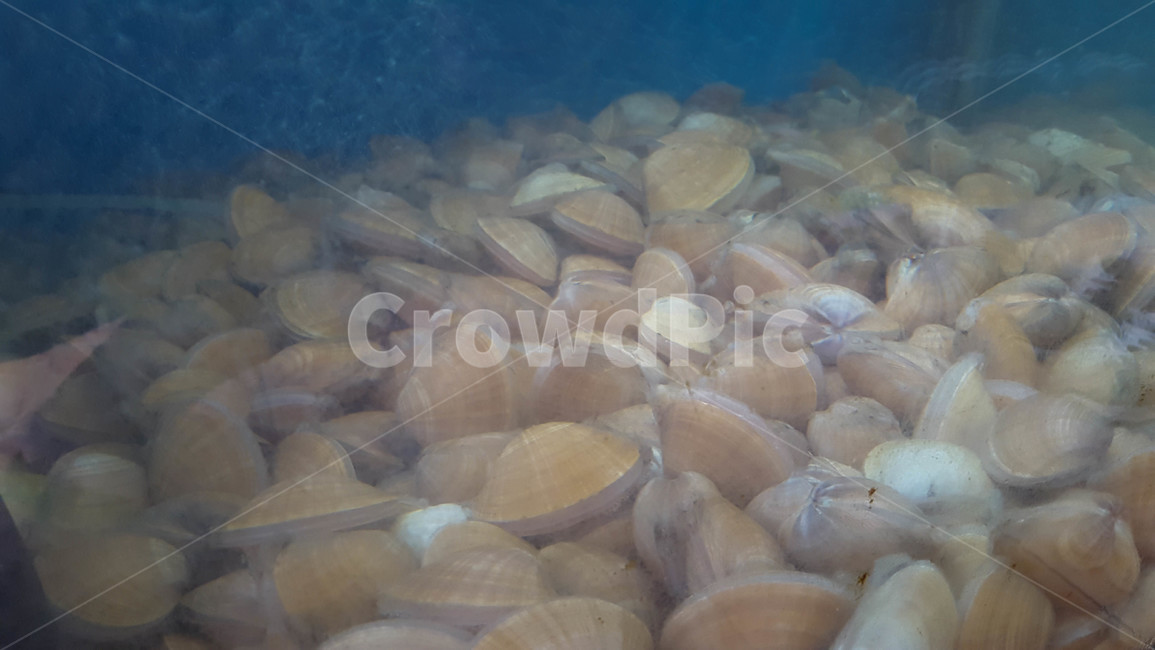 조개,수조,횟집,싱싱,해산물,수산물,해산물,fishery products,seafood
