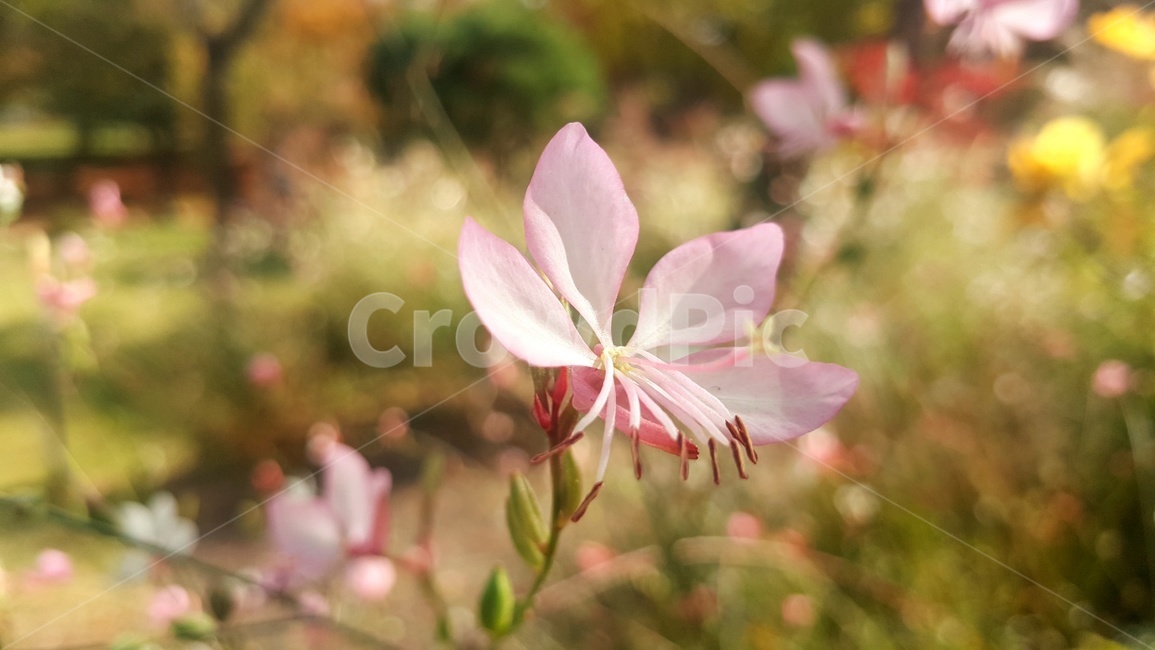 가우라,가우라꽃,나비바늘꽃,꽃,flower,plant,식물,식물,자연,plants,nature,꽃,flower