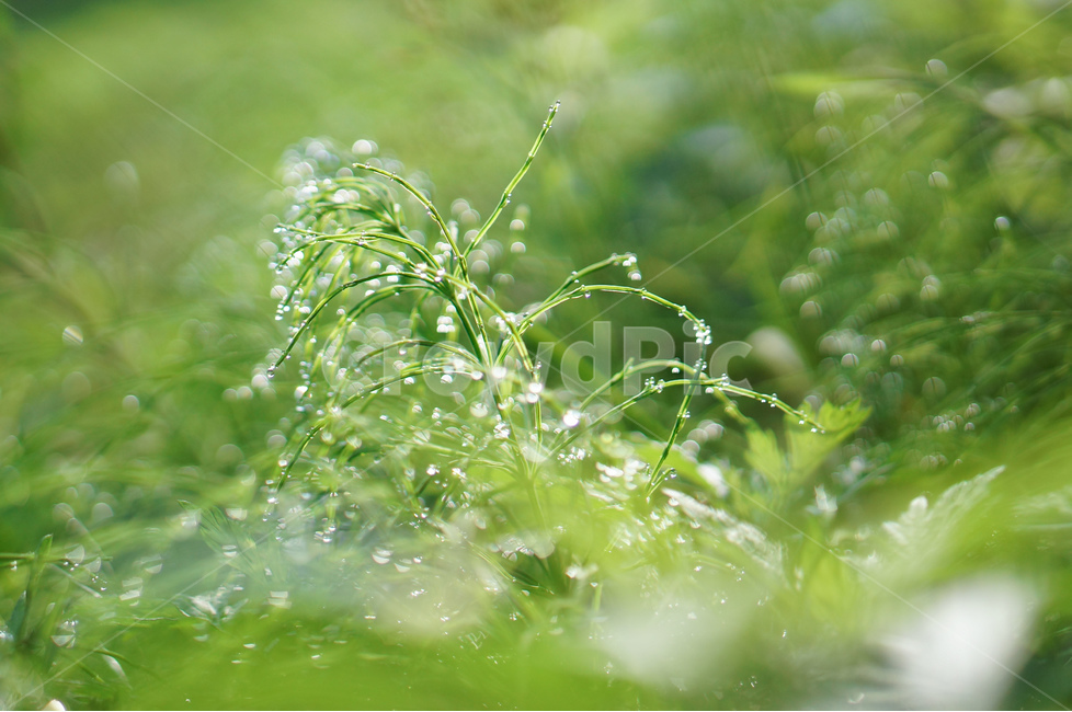 풀,아침,이슬,햇빛,보케,초록,풍경,식물,자연,plants,nature,휴식,힐링,rest,relaxation,healing