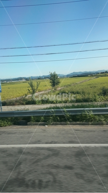 가드레일,guardrail,하늘,들,벼,여름