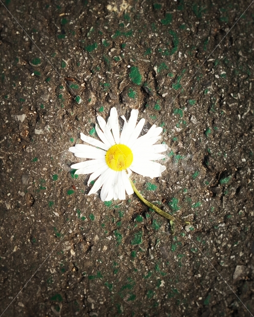 식물,자연풍경,꽃,감성사진,도시풍경,교통,여름,색감,일상,식물,자연,plants,nature,꽃,flower,감성,sensible,feeling