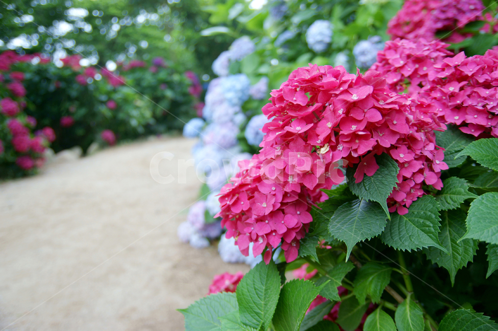 수국,꽃,식물,만개,꽃잎,길,태종대,스냅,부산,flower,plant,hydrangea,풍경배경,배경,꽃배경