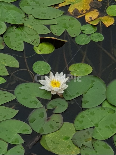 연꽃,연닢,호수공원,산책,물에떠있는꽃,식물,자연,plants,nature,꽃,flower