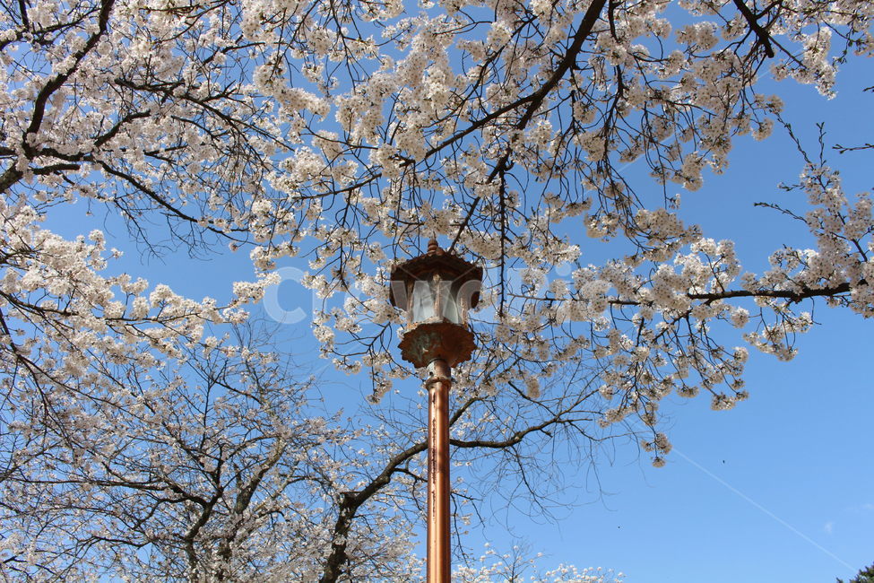 꽃,하늘,벚꽃,cherryblossom,가로등