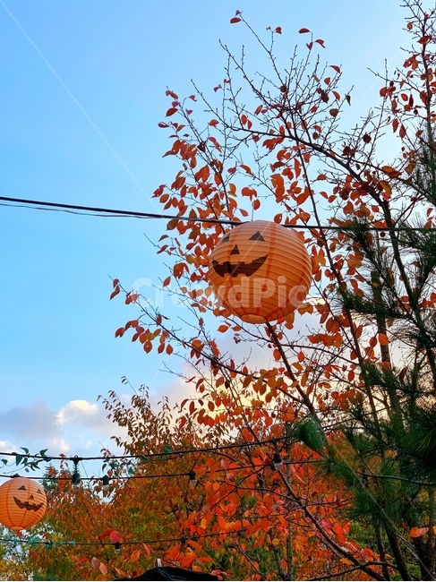 할로윈,할로윈호박,할로윈펌킨,잭오랜턴,할로윈호박등,호박등,조명,펌킨,귀신,할로윈축제,할로윈풍경,halloween,jackolantern,pumpkin,maple,단풍