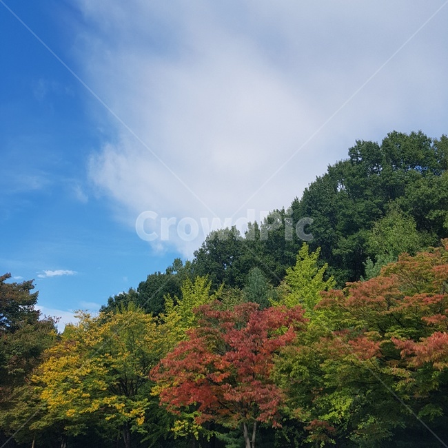 자연,나무,하늘,가을,구름,가을,계절,fall,autumn,season,자연,풍경,nature,landscape,tree,plant,식물