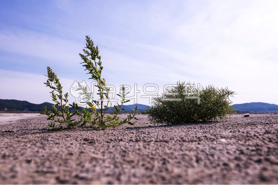 offshoot,dry,soil,Earth,Hamcho,crack,environment,Coast,Beach,drought,earth,plant,mud,Mud