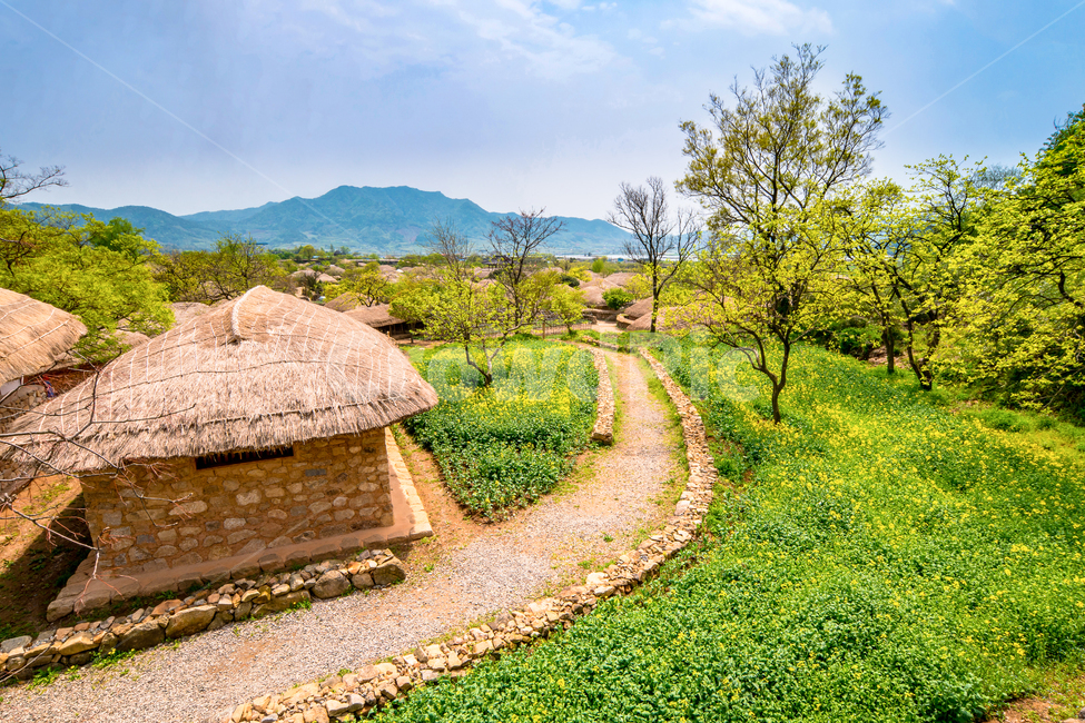 낙안민속마을,한국,봄,마을,초가집,전통,초록색,봄,계절,spring,season,시골,마을,풍경,landscape,country,rural,town,nature,자연,outdoors,옥외,building,건물