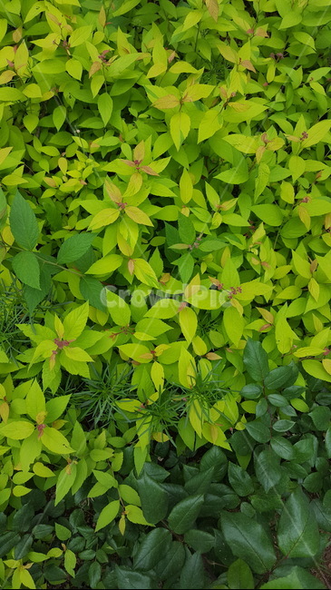 초록이,자연,식물,힐링,싱그로운,식물,자연,plants,nature
