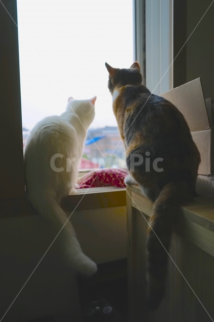 고양이,동물,반려동물,친구,cat,동물,animal,포유류,mammal,고양이,cat,kitten,kitty,친구,우정,friendship,companion