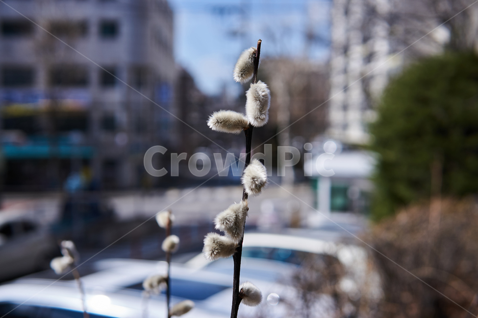 plant,자연,nature,생태계,나무,wood,봄,spring,입춘,조화,화분,버들강아지,들풀,풀,식물,식물,자연,plants,nature,꽃,flower