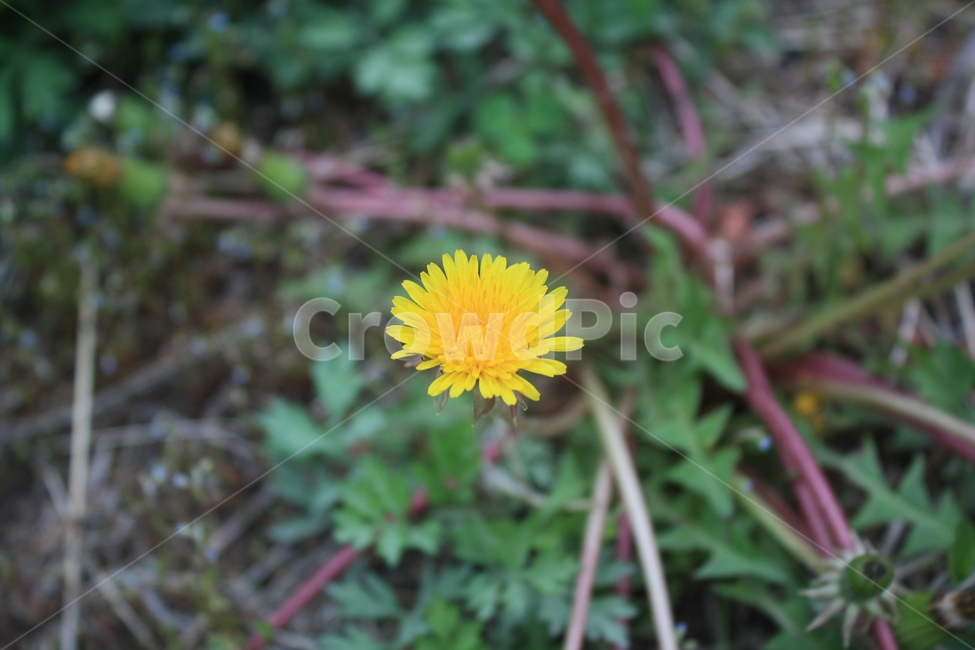 민들레,민들레씨,민들레꽃,민들레홀씨,봄,봄,계절,spring,season,식물,자연,plants,nature,꽃,flower,plant