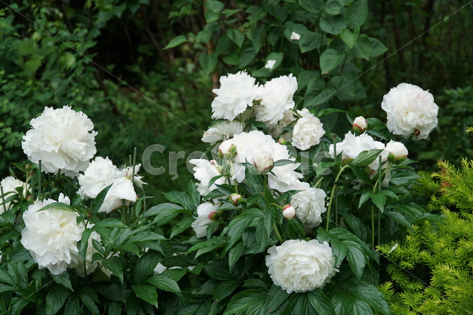 꽃,식물,풍경,flower,plant,blossom