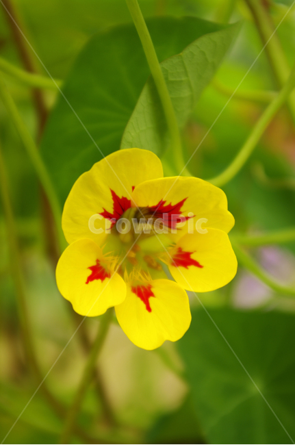 꽃,식물,flower,plant,한련,식물,자연,plants,nature,꽃,flower