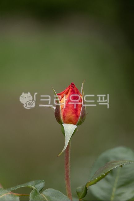 red,flower bud,nature,red rose,Rose,rose,flower