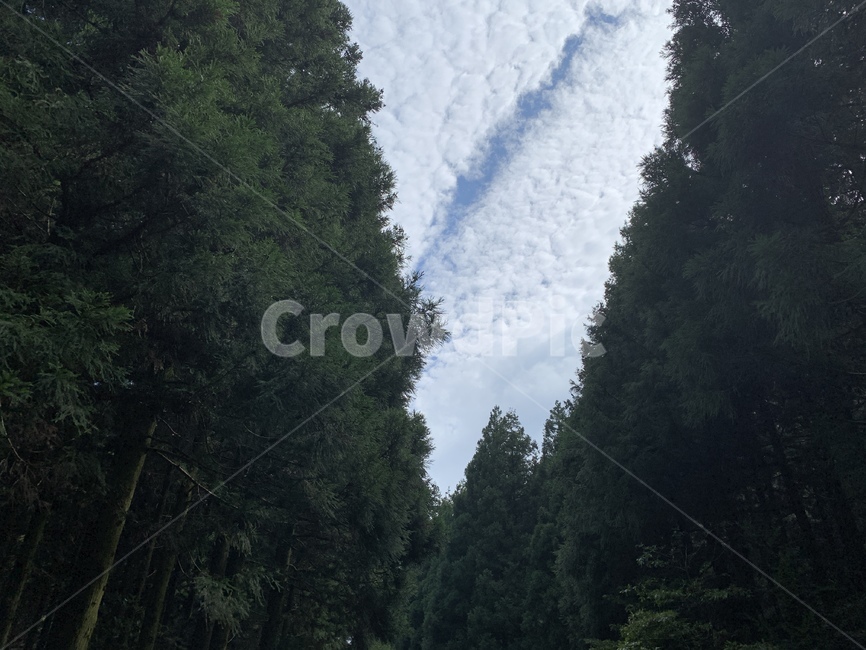 산,하늘,자연,제주,사려니숲길,날씨
