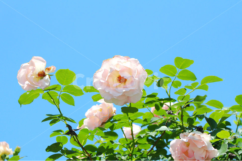 꽃,장미,하얀장미,감성사진,여름,5월,흰색,flower,rose,풍경,풍경사진,자연,식물,자연,plants,nature,꽃,flower,색깔,색상,색채,색감,color sense,color sensitivity,feeling of color