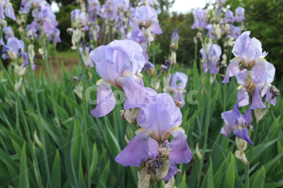꽃,붓꽃,아이리스,iris,flower
