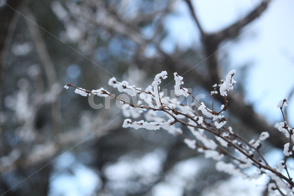 자연,겨울,눈꽃,눈,나무,쌓인눈,겨울,계절,winter,season,식물,자연,plants,nature