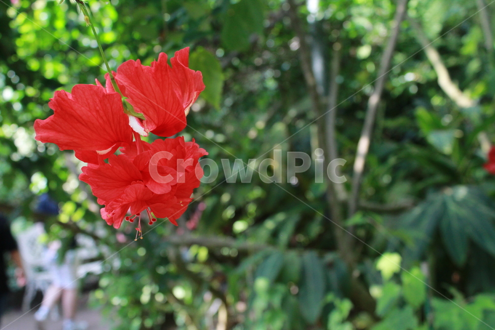 식울,콫,flower,나무,빨강,감성,배경,식물,자연,plants,nature,꽃,flower