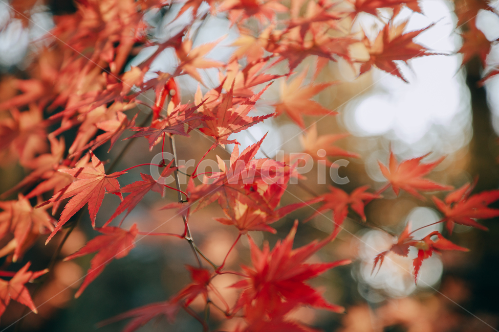 단풍,붉은,빨간,가을,나무,낙옆,잎,나뭇잎,가을,계절,fall,autumn,season,식물,자연,plants,nature,plant,leaf,tree