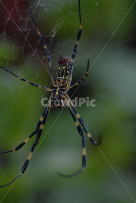 거미류,무척추동물,거미,자연,환경,거미줄,청정지역,동물,animal,곤충,벌레,insect,bug