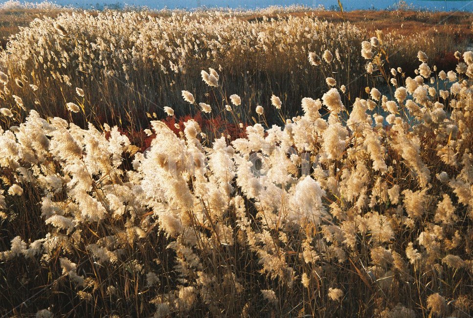 자연,풍경,갈대,가을,감성,가을,계절,fall,autumn,season,자연,풍경,nature,landscape,grass,잔디,plant,식물,lawn,reed