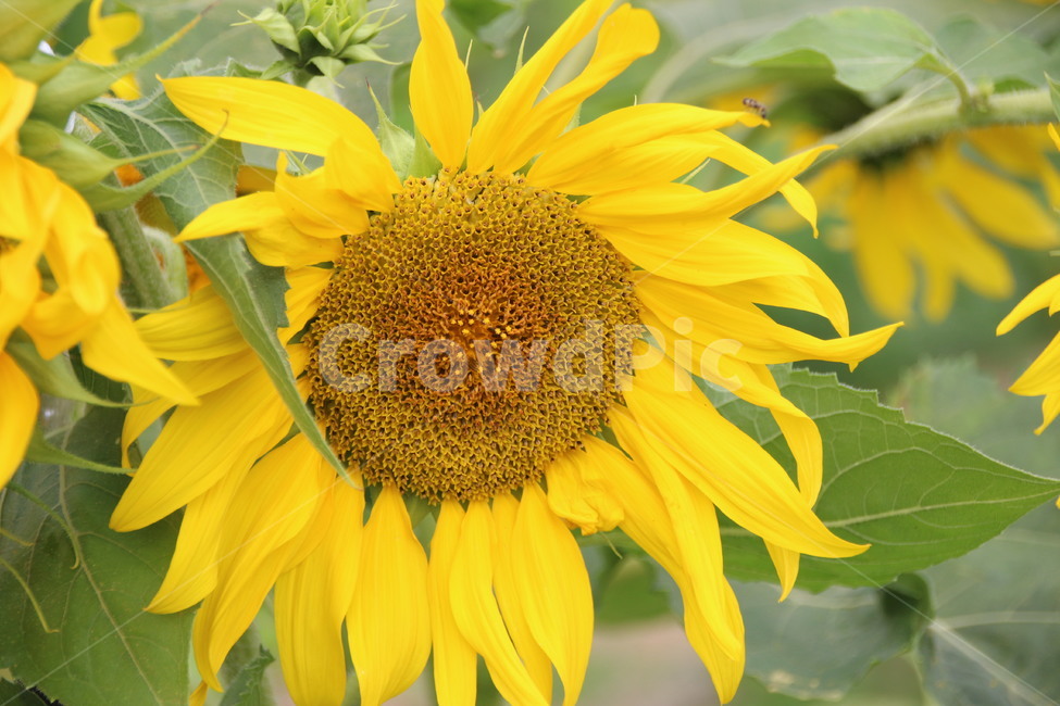 해바라기,여름,꽃,접사,식물,노랑,sunflower,plant,blossom,flower,식물,자연,plants,nature,꽃,flower