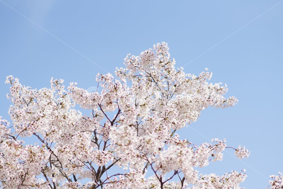 벚꽃,봄,꽃,자연,핑크,봄,계절,spring,season,식물,자연,plants,nature,꽃,flower,plant,blossom