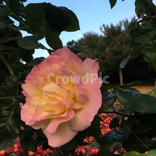 장미,화단,하늘색,초록색,rose