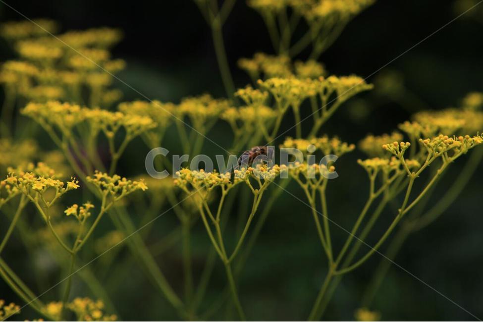식물,꽃,식물원,화초,자연,식물,자연,plants,nature,꽃,flower,동물,animal,곤충,벌레,insect,bug