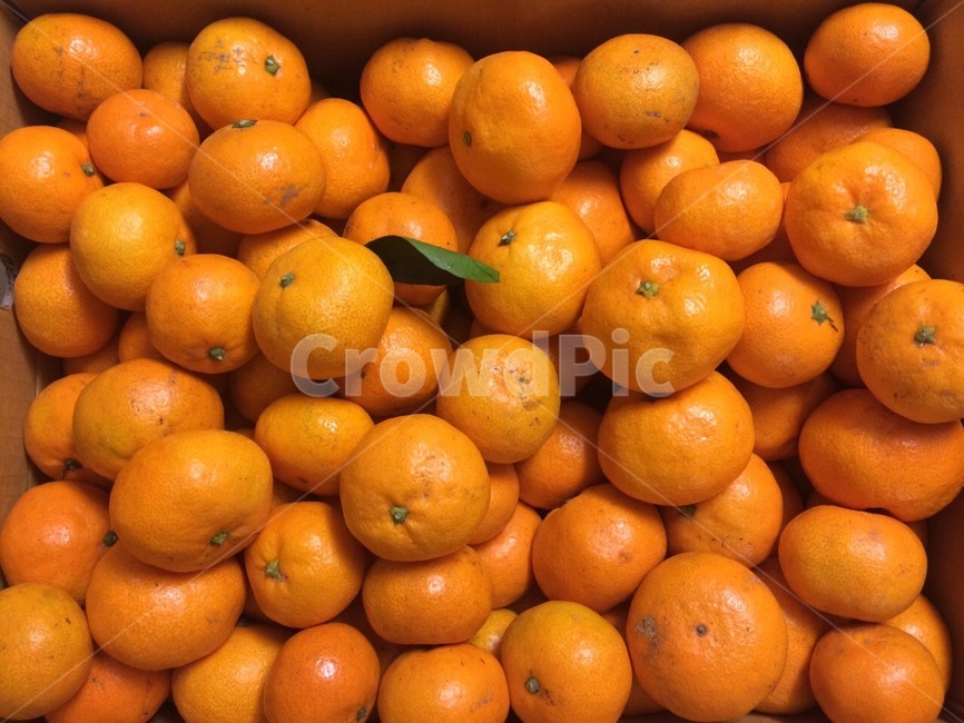 과일,귤,제주도,음식,food