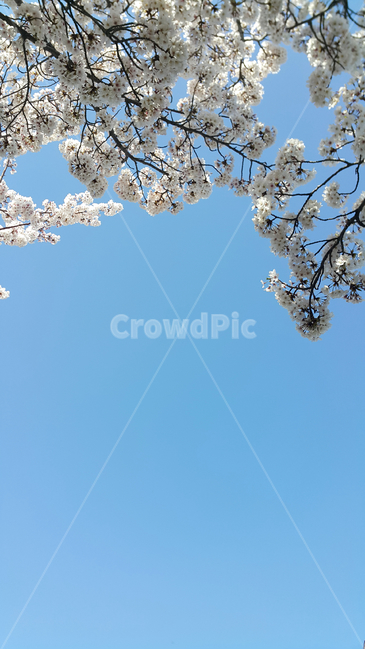 벚꽃,꽃,자연,봄,하늘,봄,계절,spring,season,plant,식물,flower,blossom,cherry blossom