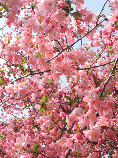 봄,벚꽃,꽃잎,겹벚꽃,핑크,계절,나뭇가지,하늘,자연,park,spring,cherryblossom,season,branch,bloom,nature,tree,flower,floral,outdoor,petal,blossom,sakura,pink,봄,계절,spring,season,식물,자연,plants,nature,꽃,flower,plant