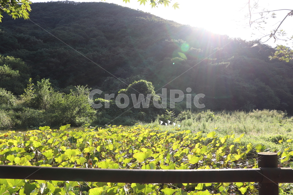 flare,플레어,light,빛,연꽃,자연,풍경,nature,landscape