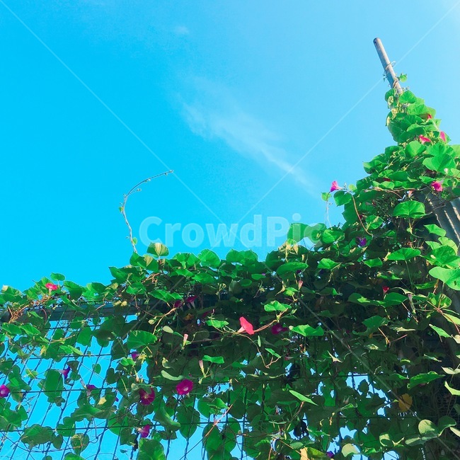 꽃,풍경,여름,나팔꽃,하늘,하늘색,morningglory,새벽아침,summer,여름꽃,flower,자연,식물,scenery,leaf,sky,bluesky