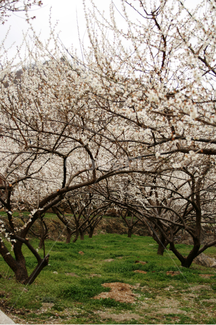 봄,봄날,매화,봄풍경,꽃,spring,flower,봄,계절,spring,season,식물,자연,plants,nature,꽃,flower,나무,trees,wood,plant,tree