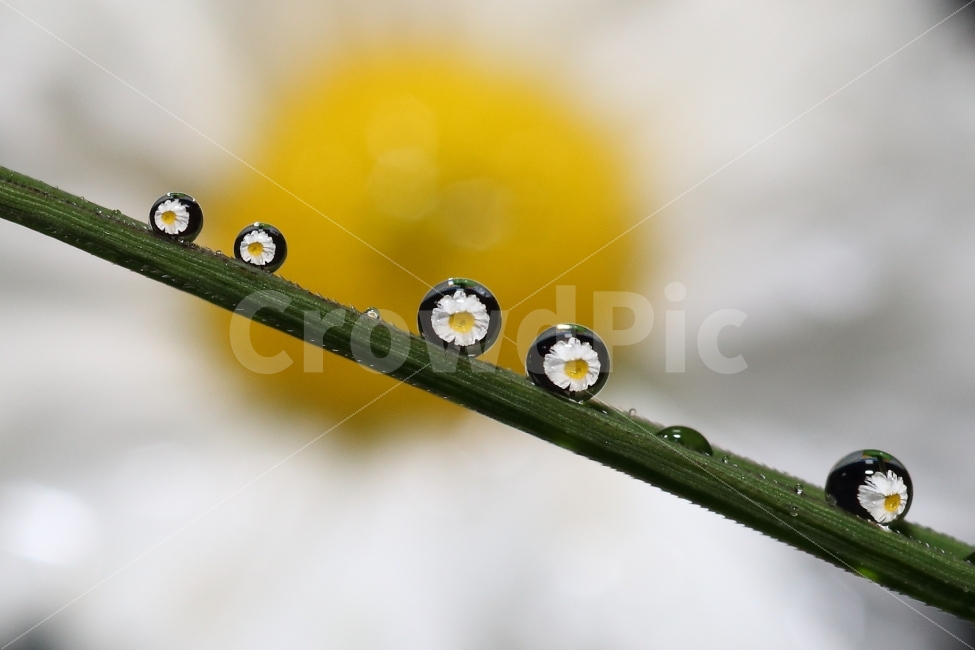 꽃사진,접사사진,바탕화면,배경화면,감성사진,식물사진,식물,자연,plants,nature,꽃,flower