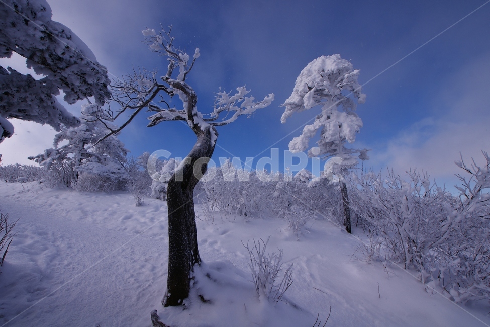 태백산,설경,풍경,상고대,겨울,겨울,계절,winter,season,자연,풍경,nature,landscape,outdoors,옥외,snow,눈