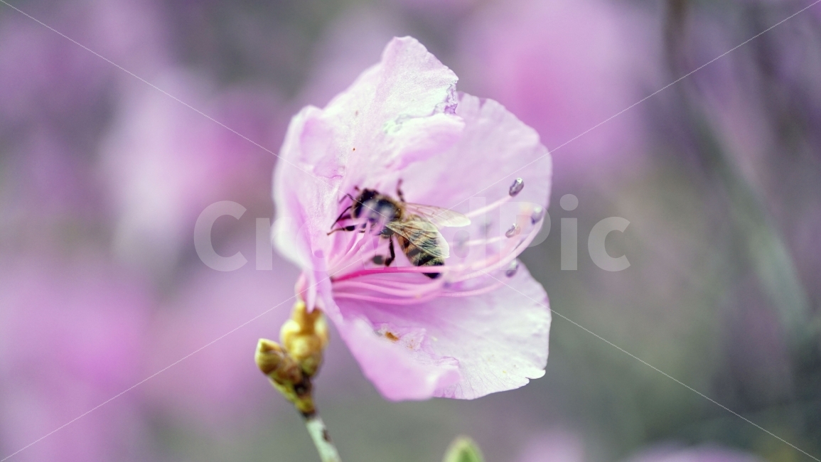 봄,꽃,플라워,spring,flower,봄꽃,식물,자연,이파리,풀,접사,산,산속,산길,산책,산보,4월,화단,꽃밭,나무,tree,nature,april,꽃잎,벌,꿀벌,말벌,일벌,벌침,곤충,환경,생태계,bee,insect,진달래꽃,동물,animal,식물,자연,plants,nature,동물,animal,곤충,벌레,insect,bug,꽃,flower