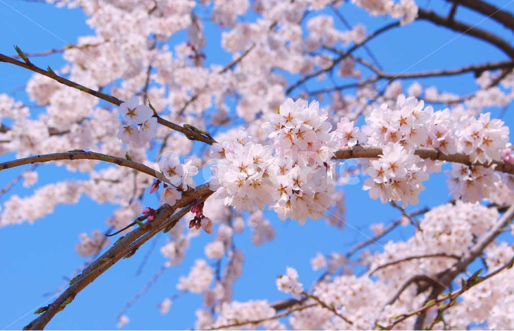 봄,벚꽃,하늘,블라썸,blossom