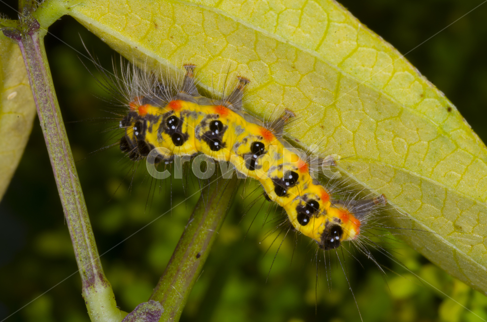 벌레,애벌레,유충,뷰티,자연,계절,곤충,벌레,insect,bug