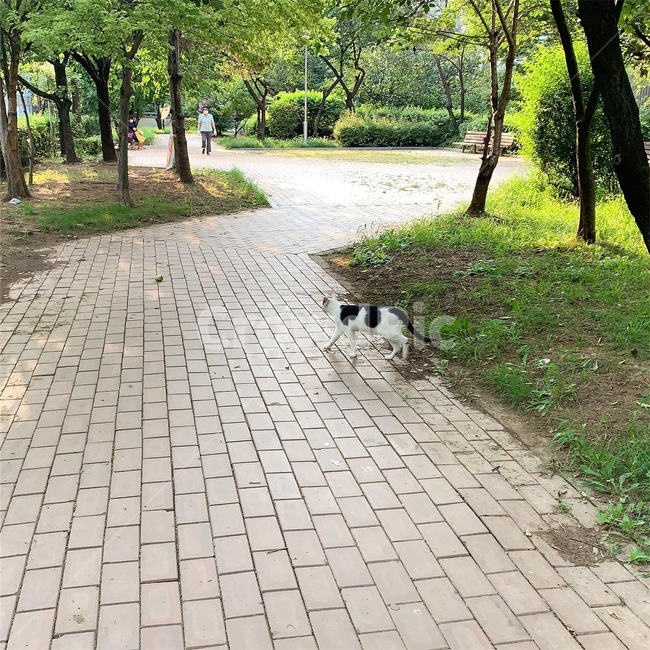 고양이,오솔길,뒤뜰,나무,햇빛,자연,풍경,nature,landscape,walkway,보도,path,통로,flagstone,판석
