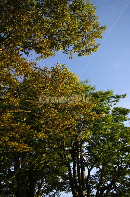 잎,자연,nature,식물,plant,나무,자연,풍경,nature,landscape,tree,tree trunk,나무 줄기