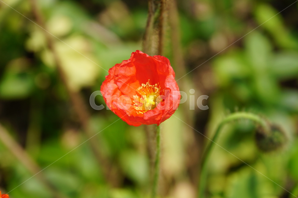 양귀비,꽃,빨간꽃,개양귀비,여름,식물,자연,plants,nature,꽃,flower