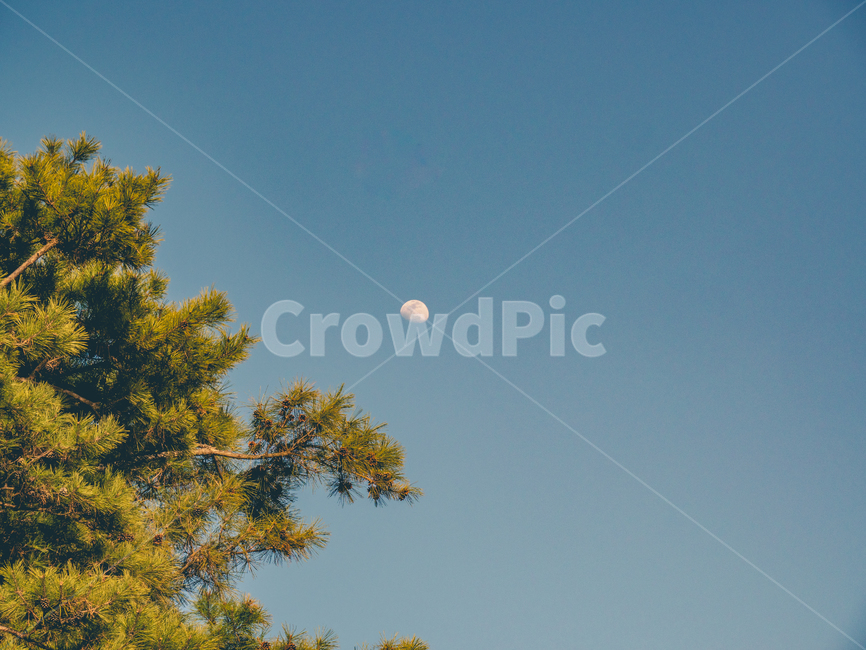달,하늘,나무,소나무,풍경,자연,풍경,nature,landscape,tree,plant,식물,outdoors,옥외