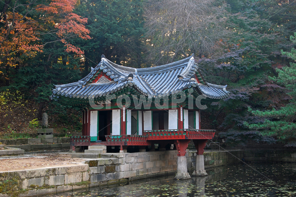 창덕궁,후원,비원,부용정,부용지,연못,나무,숲,자연,정자,건축,전통건축,한국,전통,한국전통,한옥,단풍,가을,풍경,물,가을,계절,fall,autumn,season,한국전통,한국문화,korean traditional,korean culture,랜드마크,landmark,tourist attraction,한국랜드마크,한국관광지,한국명소,korea landmark,korea tourist attraction,건축물,건물외관,exterior,building,structure,architecture,construction,건물,temple,신전,worship,예배,shrine,신사