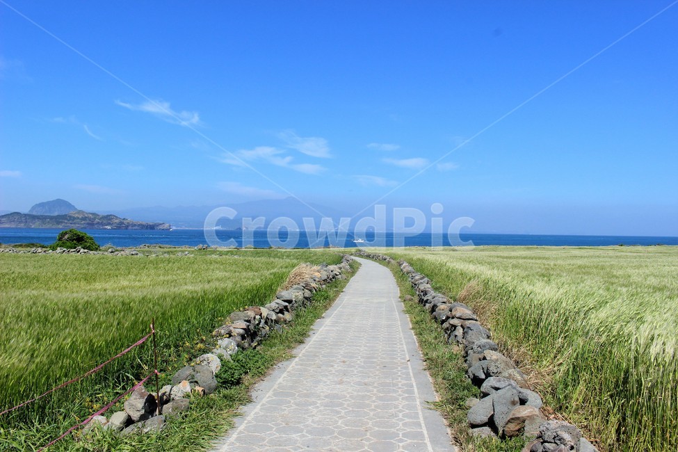 제주도,서귀포,제주도여름,길,청보리,자연,풍경,nature,landscape,한국자연풍경,한국자연경관,korea nature landscape,제주도,jeju,jeju island,path,통로,ground,바닥,walkway,보도
