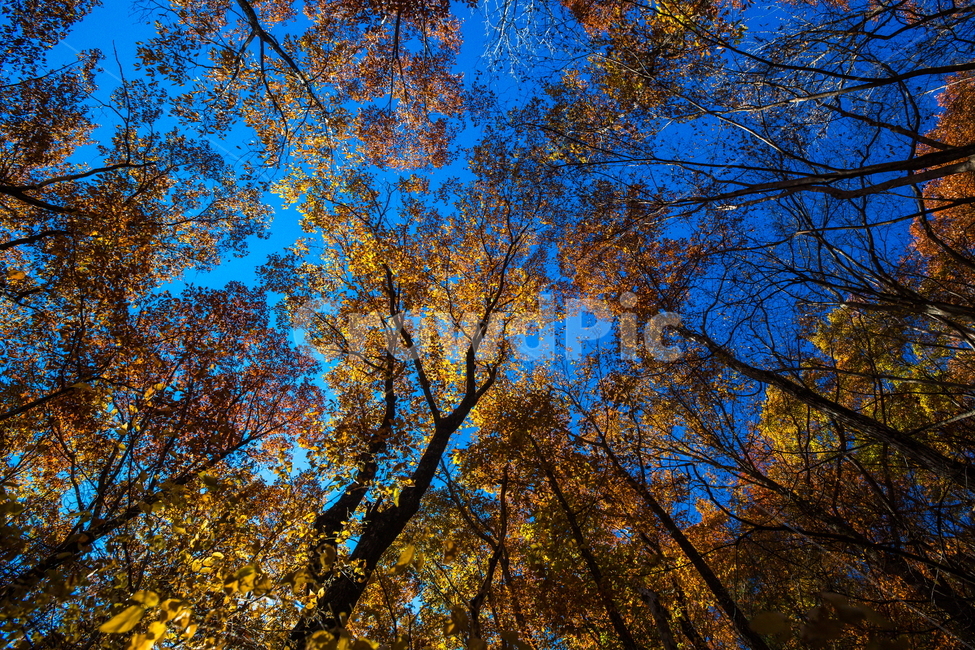 단풍,가을,autumn,fall,계절,가을,계절,fall,autumn,season,자연,풍경,nature,landscape