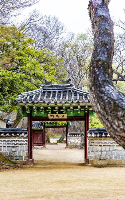 창덕궁,고궁,궁궐,봄,문화유산,기와담장,전통담장,고목,전통건축물,정원,옥외,한국전통,한국문화,korean traditional,korean culture,건축물,건물외관,exterior,building,structure,architecture,construction
